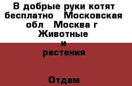 В добрые руки котят бесплатно - Московская обл., Москва г. Животные и растения » Отдам бесплатно   